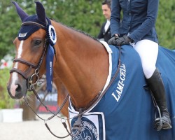 jumper Rumba de Sainval (Selle Français, 2005, from Caridor)