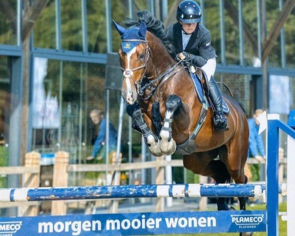 horse ST Dicaprio 214 FIN (Finnish Warmblood, 2016, from Diamant de Plaisir 178 FIN)
