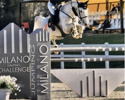 jumper Casillias N89 Z (Zangersheide riding horse, 2008, from Cavaggio)