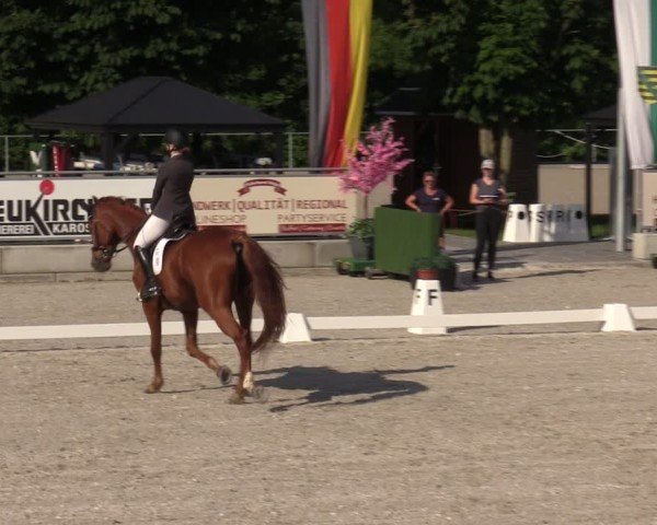 Reitturnier Dorfchemnitz 2025