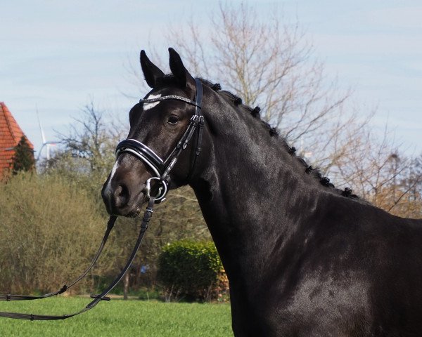 horse Cormilly du Rouet (Oldenburg, 2019, from Cornet de Semilly)
