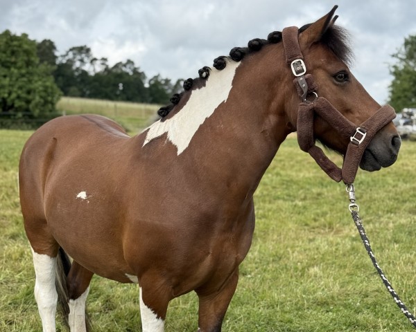 Dressurpferd Pietros (Huzule, 2011)