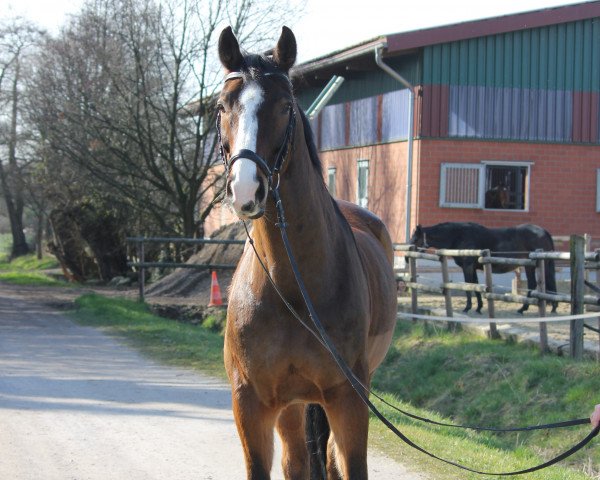 Springpferd Lord Leander (Westfale, 2001, von Lamerto H)