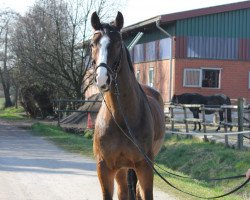 Springpferd Lord Leander (Westfale, 2001, von Lamerto H)