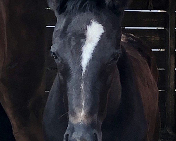 foal by Bansky N (German Warmblood, 2025, from Bloomingdale)