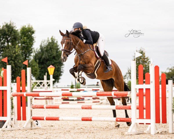 Springpferd Charisma 293 (Hannoveraner, 2017, von Coupe Gold)