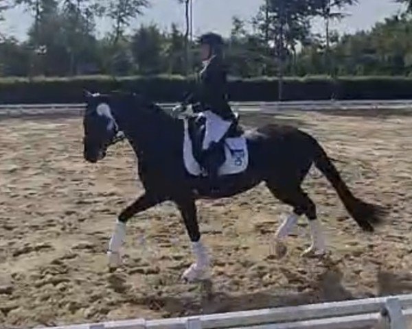 horse Fantastic for Dance (KWPN (Royal Dutch Sporthorse), 2020, from For Romance II)