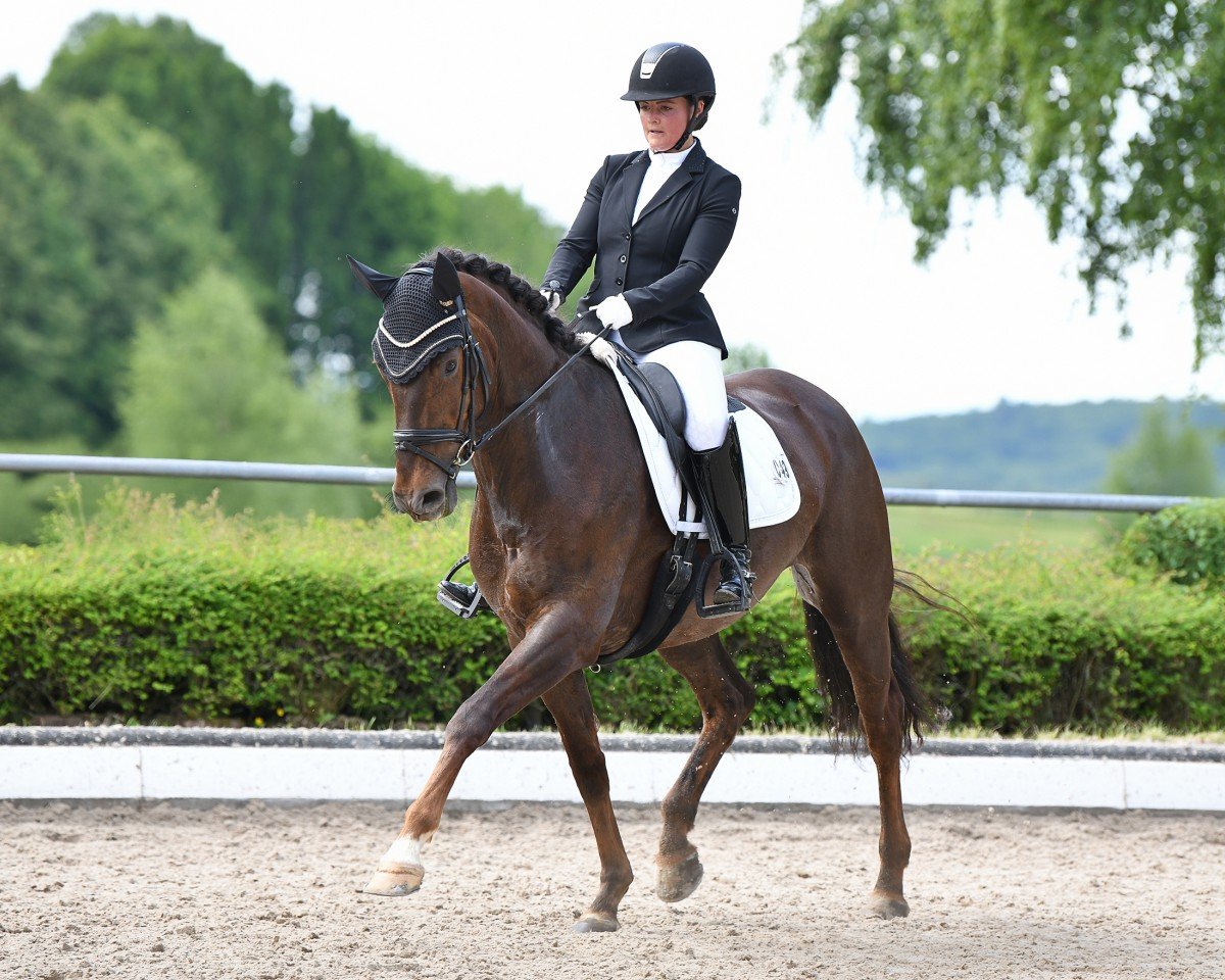 Dressurpferd Flora B 4 (Hannoveraner, 2019, von Floris Prince)