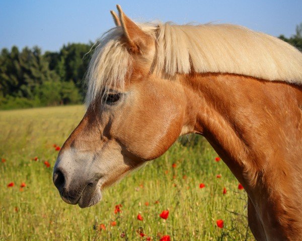 dressage horse Sky 234 (Haflinger, 2009, from Standing Ovation)