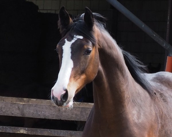 horse Cafe's Valessa (Oldenburg, 2020, from Cafe au lait 2)