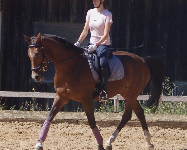 Zuchtstute Compliment's Chicane S (Deutsches Sportpferd, 2004, von Compliment)
