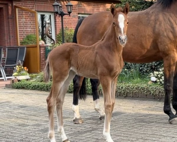 broodmare High Level x Argentinus (Hanoverian, 2021, from High Level 7)