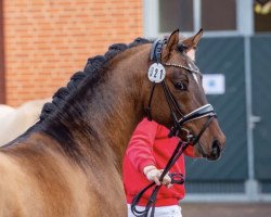 dressage horse Destination (German Riding Pony, 2018, from Danny Gold)