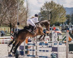 Springpferd Diamant B 4 (Deutsches Sportpferd, 2018, von Durello)