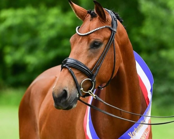 horse Pia-Lotta 20 (Holsteiner, 2022, from DSP VA Bene)