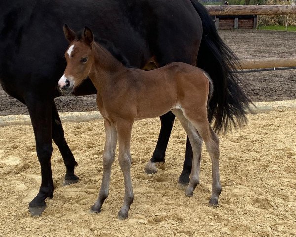 broodmare Novalie de Luxe (German Riding Pony, 2021, from Neverland WE)