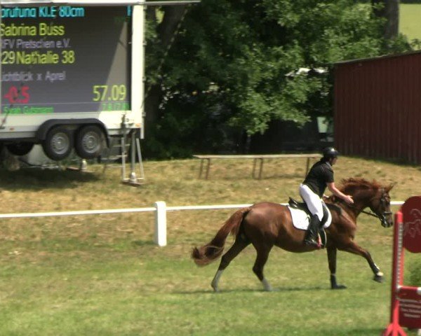 Reitturnier Sonnewalde 2025