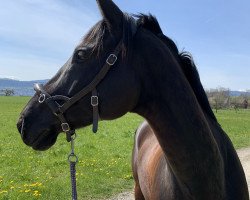 Springpferd Sajuri (Trakehner, 2011, von Heuberger TSF)