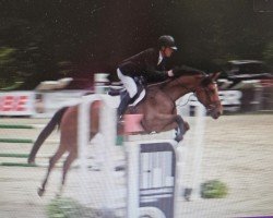 broodmare Cuvèe Noblesse (Hanoverian, 2020, from Comme il Faut)