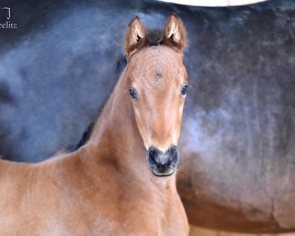 Pferd Dream with me AWK (Oldenburger, 2021, von Dynamic Dream)