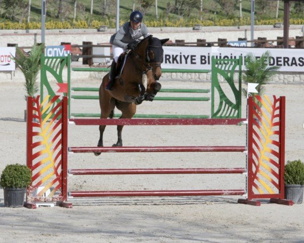 horse El Paso de Mazeroy (unknown, 2014, from Quality Bois Margot)