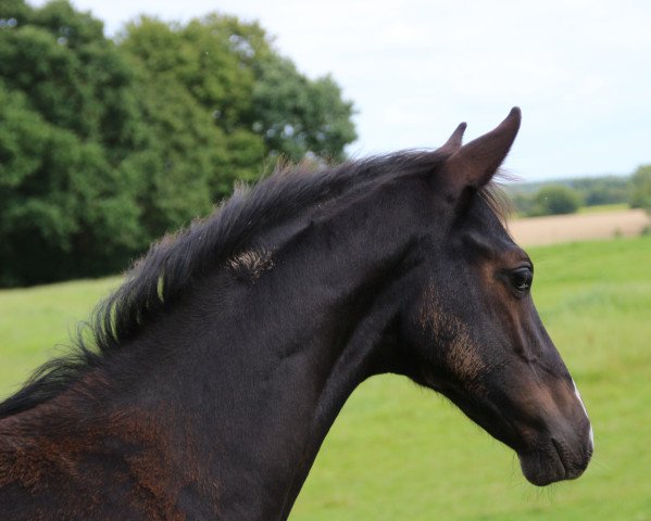 horse Quadrofino (Hanoverian, 2017, from Quantensprung 3)