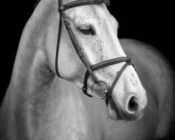 jumper Calocadi (Oldenburg, 2015, from Cornet Obolensky)
