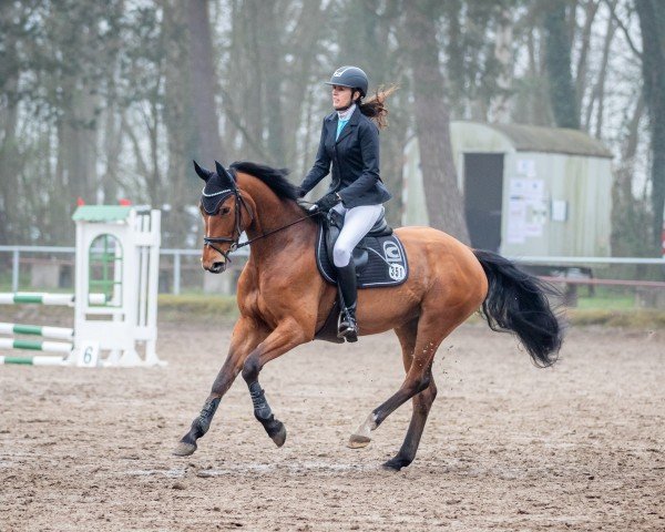 Springpferd Lady Lugar (Oldenburger Springpferd, 2019, von Lex Lugar)