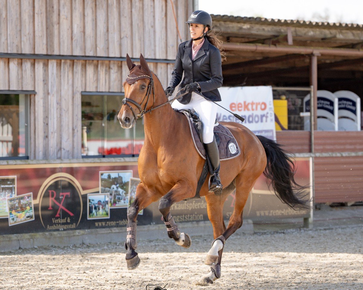 Springpferd Leo Luca (Westfale, 2014, von Lordanos)