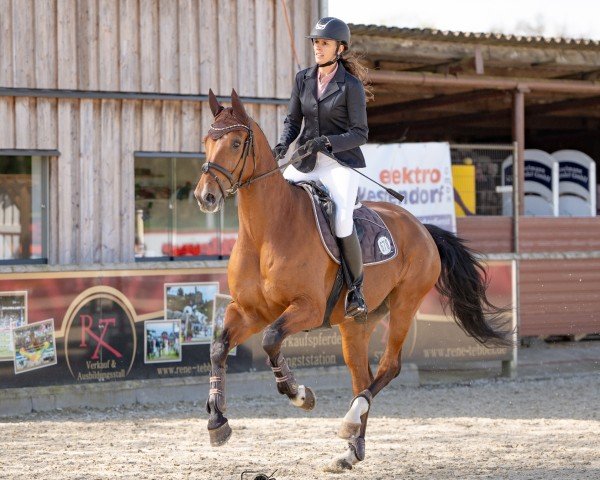 Springpferd Leo Luca (Westfale, 2014, von Lordanos)