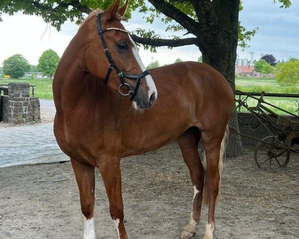 broodmare Jilli (New Forest Pony, 2020, from Kantje's Zappa)