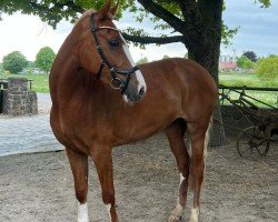 Zuchtstute Jilli (New-Forest-Pony, 2020, von Kantje's Zappa)