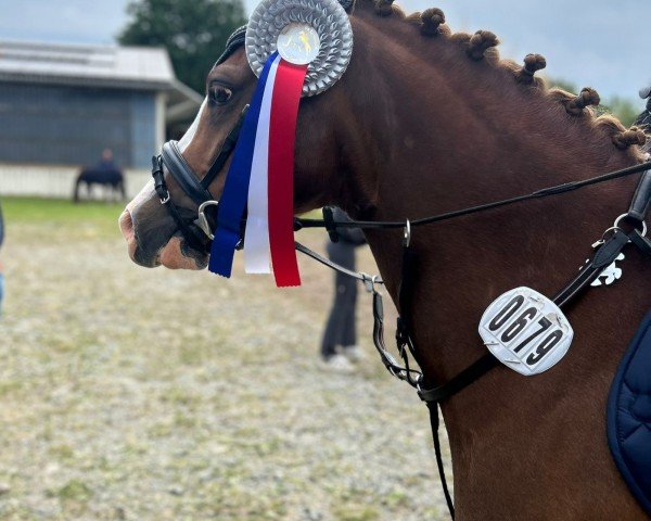 Springpferd Timms Monte (Deutsches Reitpony, 2019)