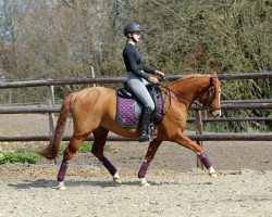 Zuchtstute Melli's Jolina (Deutsches Reitpony, 2016, von Heidbergs Nancho Nova)
