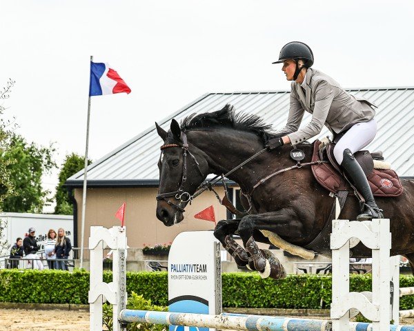broodmare Double Trouble 19 (Oldenburg, 2013, from Totilas)