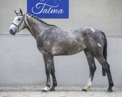 horse Imhotep de Talma (Selle Français, 2018, from Mylord Carthago)