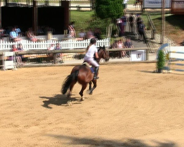 Reitturnier Berching/Opf. 2025