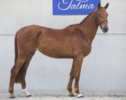 horse Indy de Talma (Selle Français, 2018, from Vigo Cécé)