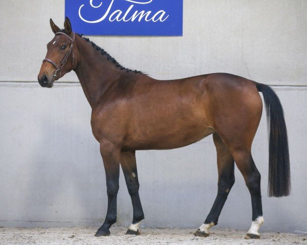 Pferd INFINITY DE TALMA (Selle Français, 2018, von Ogrion des Champs)