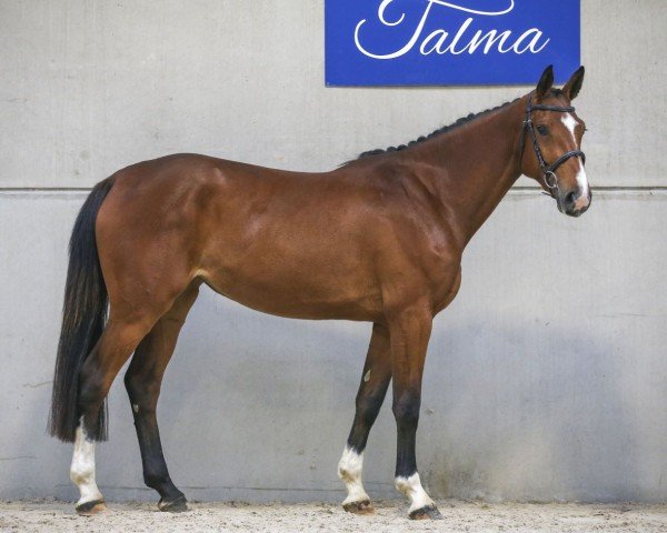 jumper Initially de Talma (Selle Français, 2018, from Clarimo Ask)