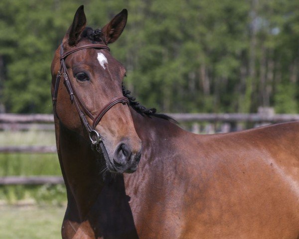 broodmare Esperanza de Talma (Selle Français, 2014, from Canturo)