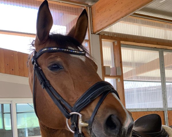 horse Darvina MS (Oldenburg show jumper, 2006, from Doyen 3)
