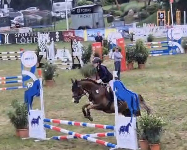 jumper Mighty Mouse 12 (German Riding Pony, 2020, from Steendieks Morgensterns Dalai)