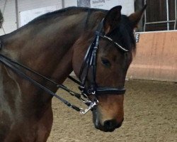 dressage horse Relevant 12 (Hanoverian, 2008, from Royal Diamond)