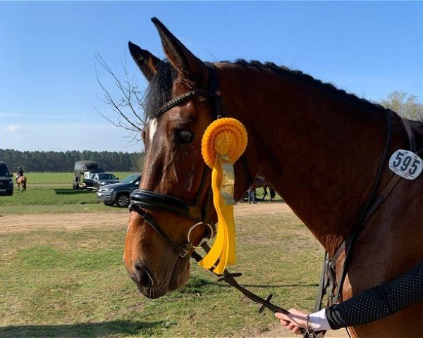 jumper Diacossina (Holsteiner, 2019, from Diamant de Semilly)
