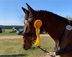 jumper Diacossina (Holsteiner, 2019, from Diamant de Semilly)