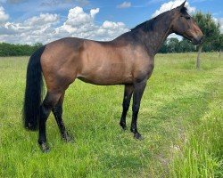 broodmare Une de Saint Eloi (Selle Français, 2008, from Emir Platiere)