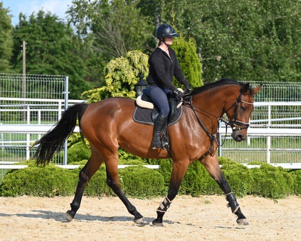 Pferd Nixoderia EM (Westfale, 2021, von Nixon van 't Meulenhof)