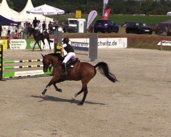 Reitturnier Holschdubrau 2025