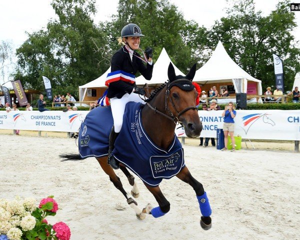 jumper Rouf Brecourt (Selle Français, 2005, from Quidam de Revel)